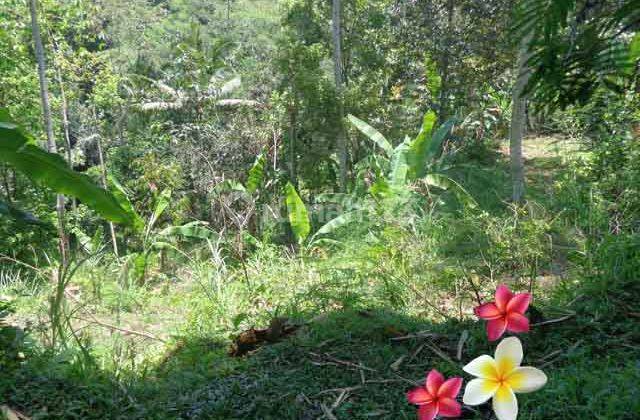Jtu 710, Cocok Resort, Tanah 60 Are di Payangan Bali View Tebing 2