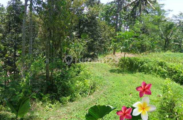 Jtu 710, Cocok Resort, Tanah 60 Are di Payangan Bali View Tebing 3