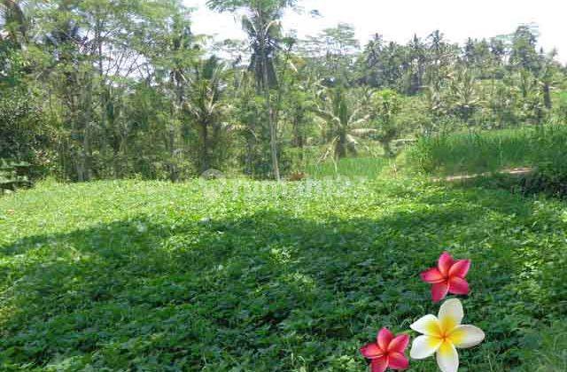 Jtu 710, Cocok Resort, Tanah 60 Are di Payangan Bali View Tebing 4