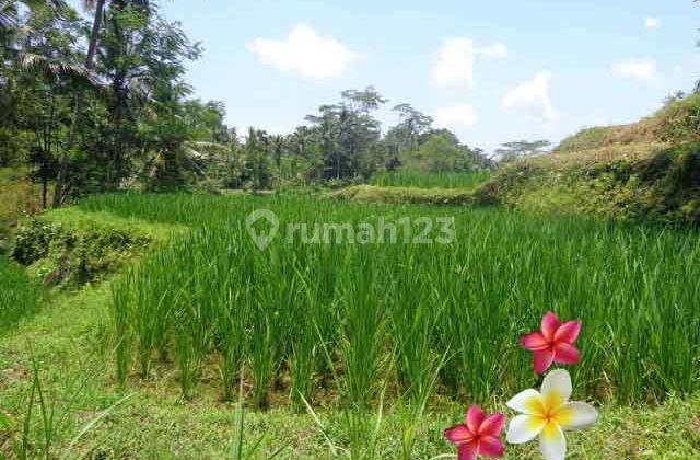 Jtu 710, Cocok Resort, Tanah 60 Are di Payangan Bali View Tebing 5