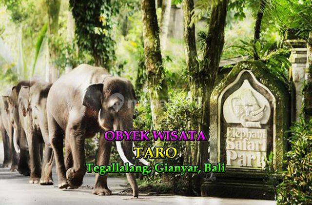 Jtu 710, Cocok Resort, Tanah 60 Are di Payangan Bali View Tebing 6