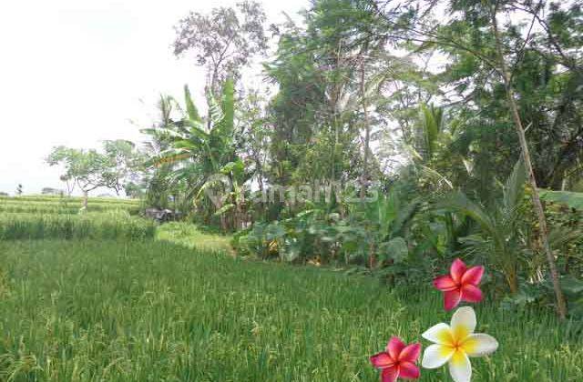 Jtu 718, Akses 4 Meter di Tanah 36 Are Payangan Bali View Sawah 4