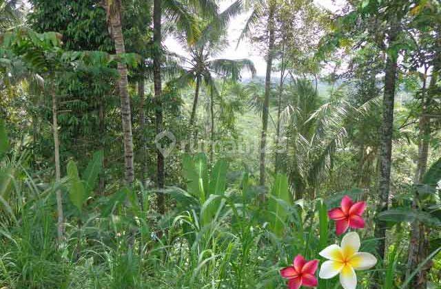 Jtu 718, Akses 4 Meter di Tanah 36 Are Payangan Bali View Sawah 5