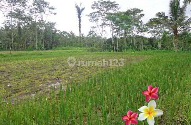 Jtu 1057, Tanah 20 Are Dekat Wisata Tirta Empul di Tegallalang