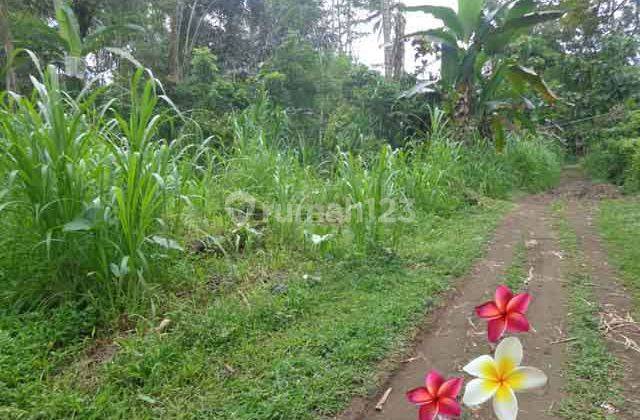Jtu 1057, Tanah 20 Are Dekat Wisata Tirta Empul di Tegallalang