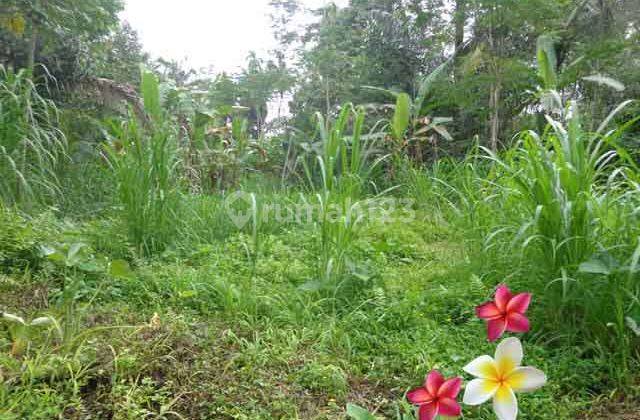 Jtu 1057, Tanah 20 Are Dekat Wisata Tirta Empul di Tegallalang