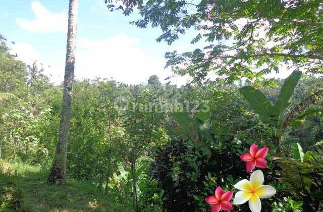 Jtu 820, Lahan 6 Are View Tebing Di Tegallalang Bali Cocok Villa