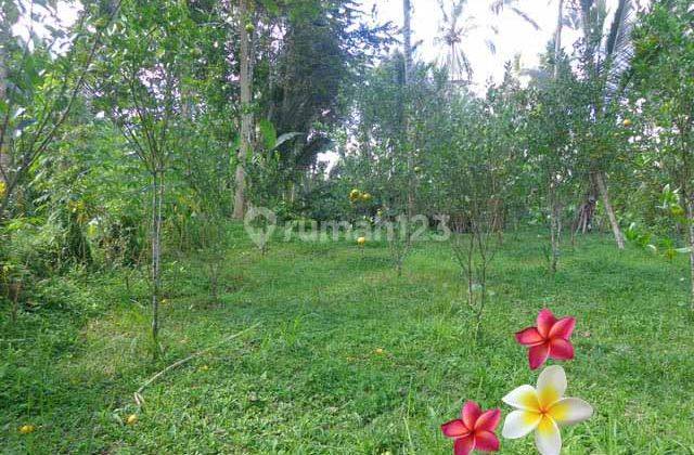 Jtu 820, Lahan 6 Are View Tebing Di Tegallalang Bali Cocok Villa