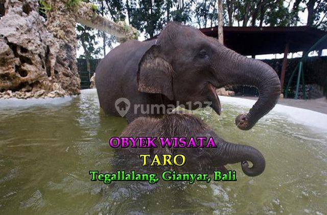Jtu 820, Lahan 6 Are View Tebing Di Tegallalang Bali Cocok Villa
