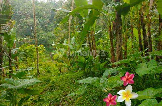 Jtu 1146, Tanah View Tebing Cocok Villa Komersil Luas 20 Are 2