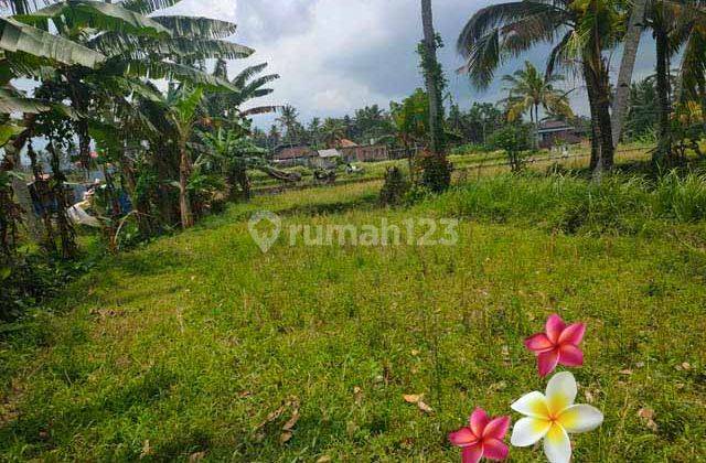 Jtu 1173, Land Suitable for a 14 Are Villa in Pejeng Bali View Sawah 2