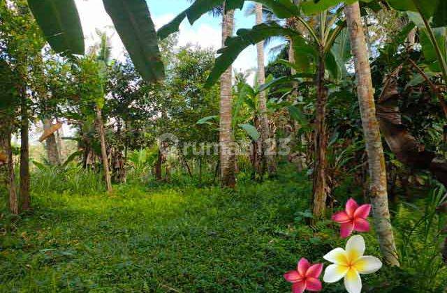 Jtu 1197, Tanah Luas 100 Are Cocok Resort di Tegallalang Bali 1