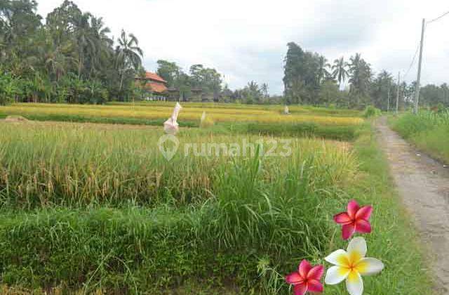 Jtu 986, Tanah Luas 10 Are View Sawah di Payangan Bali 1