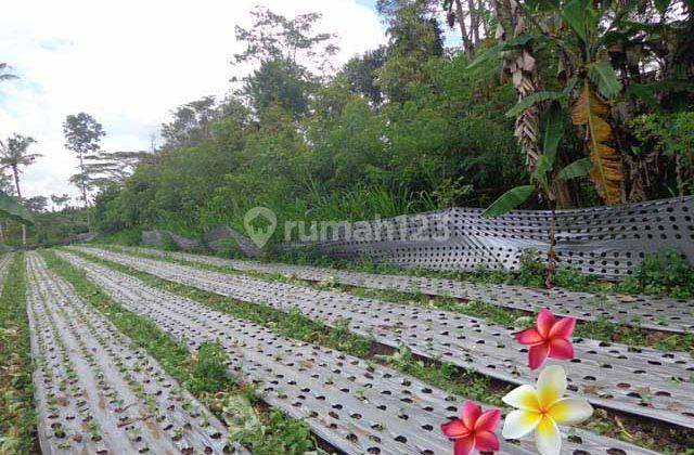 Jtu 1069, Tanah View Tebing Luas 18 Are di Tegallalang, Bali 1