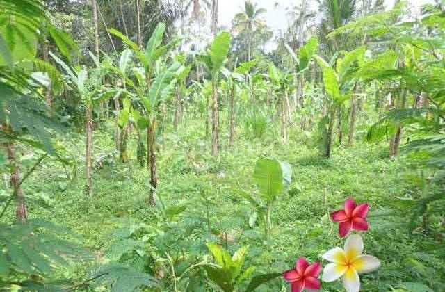 Jtu 972, 80 Are Tebing View Land Suitable for Investment in Bali 1