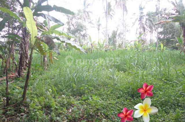 Jtu 972, 80 Are Tebing View Land Suitable for Investment in Bali 2