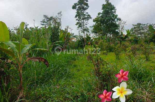 Jtu 1195, 8 Are Roadside Land Suitable for Investment in Bali 2