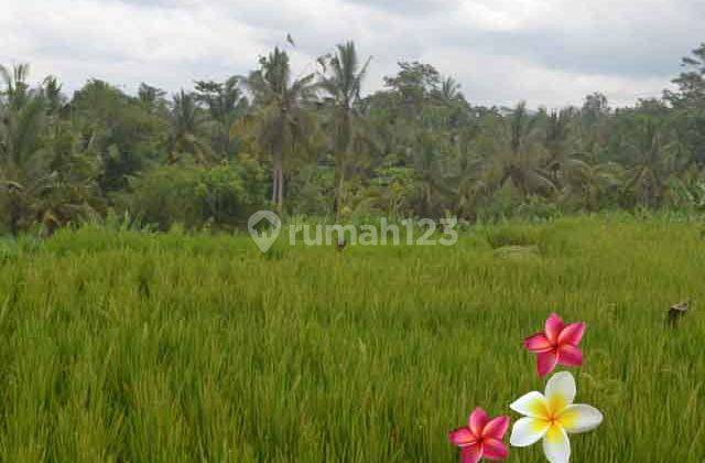 Jtu 989, Tanah Luas 24 Are di Payangan Bali View Full Sawah 1