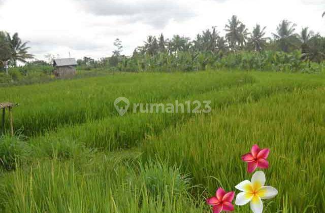 Jtu 989, Tanah Luas 24 Are di Payangan Bali View Full Sawah 2