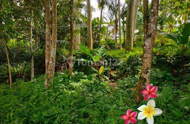 Jtu 1165, land suitable for building a 51 are villa in Tegallalang 1