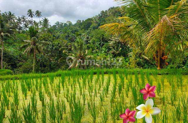 Jtu 1122, View Sawah Tebing di Tanah Tegallalang Luas 46 Are 1