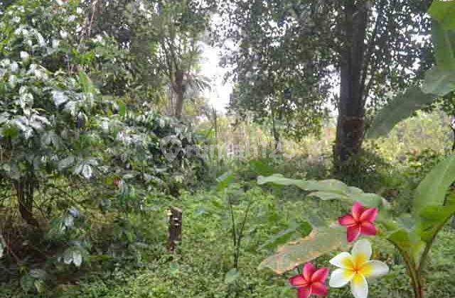 Jtu 1041, 40 Are Land in Tegallalang Bali Suitable for Investment 2