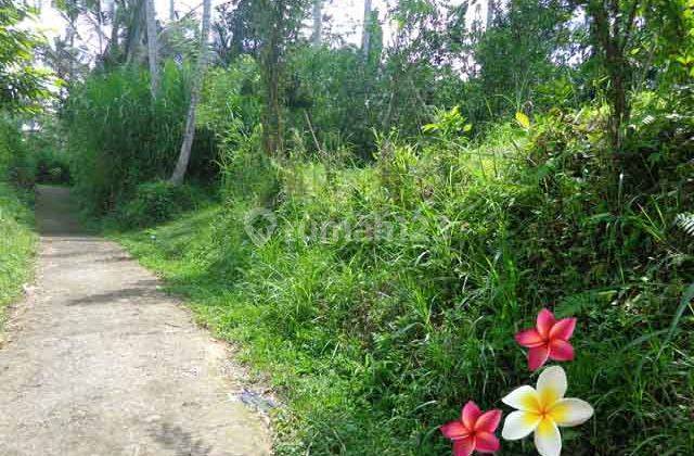 Jtu 920, Tebing View Land in Tegallalang 59 Are Suitable for Investment 1