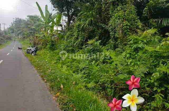 jtu 1236, land around villa suitable for villas & investment covering an area of 33 acres 1