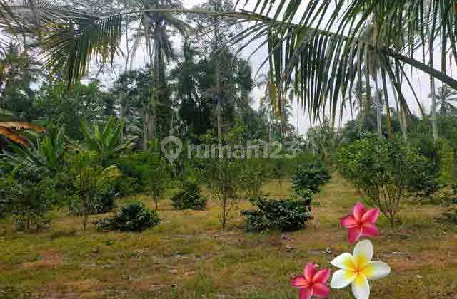 jtu 1224, suitable to build a villa on 58 acres of land in Tegallalang 2