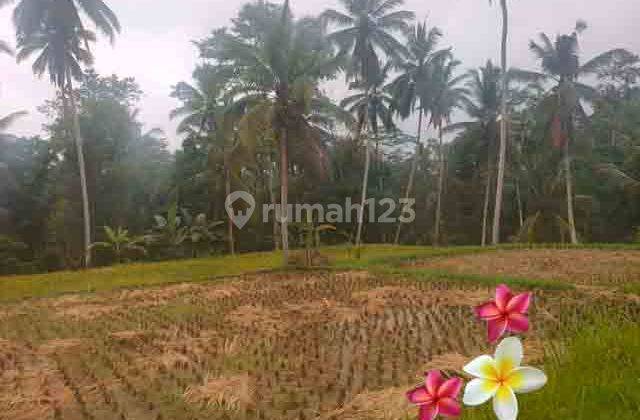 jtu 1207, tanah cocok villa di payangan luas 6 are view sawah 1