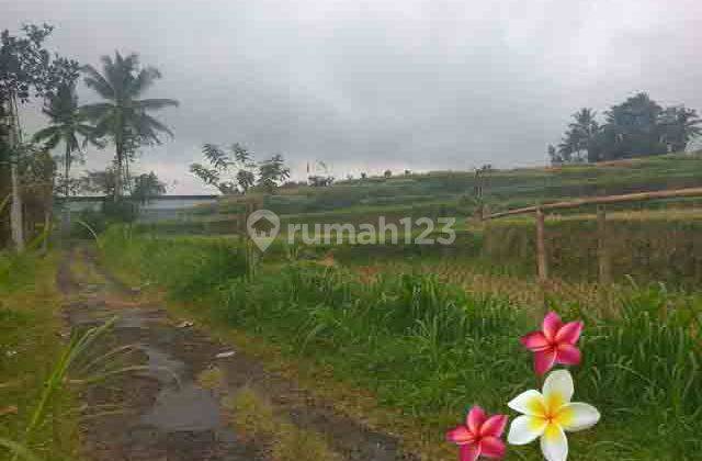 jtu 1207, tanah cocok villa di payangan luas 6 are view sawah 2