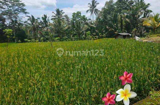 Jtu 1142, Land Full View Rice Fields Area 15 Are in Tegallalang Bali 1