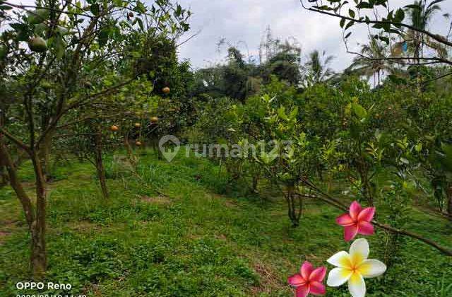 Jtu 966, 45 Are Land in Payangan Bali Suitable for Villa 1