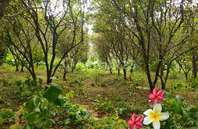 Tanah, di Tegallalang Luas 58 Are (Jtu 1224) Dekat Teras Ceking