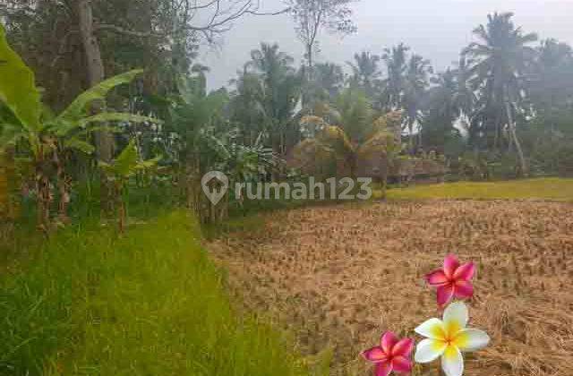 Jtu 1207, Tanah View Sawah Cocok Vila Luas 6 Are di Payangan Bali 2