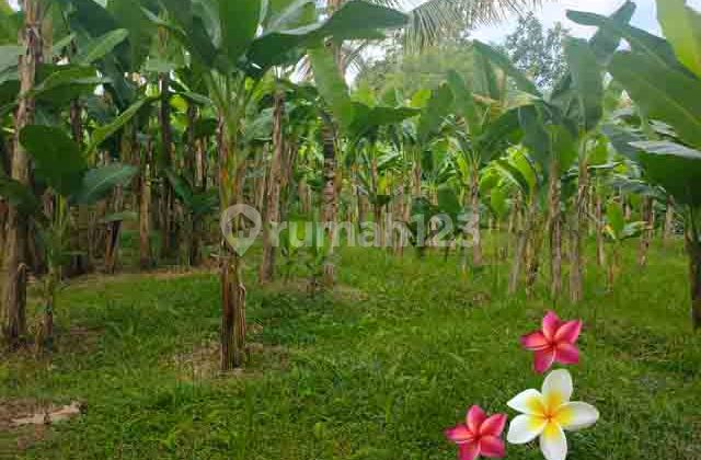 JTU 1230, Tanah Di Payangan Luas 38 Are cocok Villa JTU 1230, Tanah Di Payangan Luas 38 Are cocok Villa