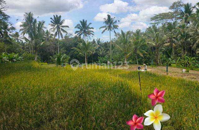 Jtu 1141, Tanah View Full Sawah Luas 25 Are di Payangan Bali 1