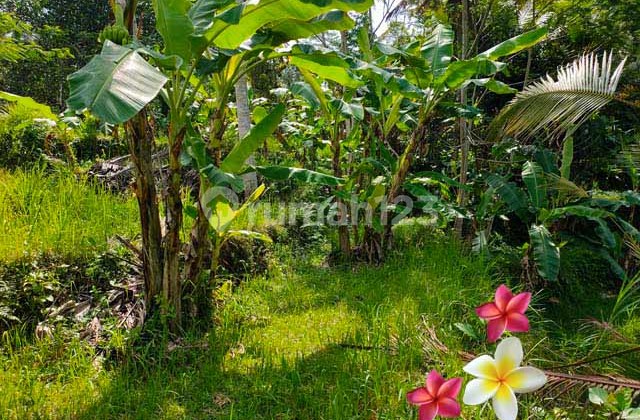 Tanah, di Ubud-Tegallalang Luas 46 Are(Jtu1122) Cocok Investasi Tanah, di Ubud-Tegallalang Luas 46 Are(Jtu1122) Cocok Investasi