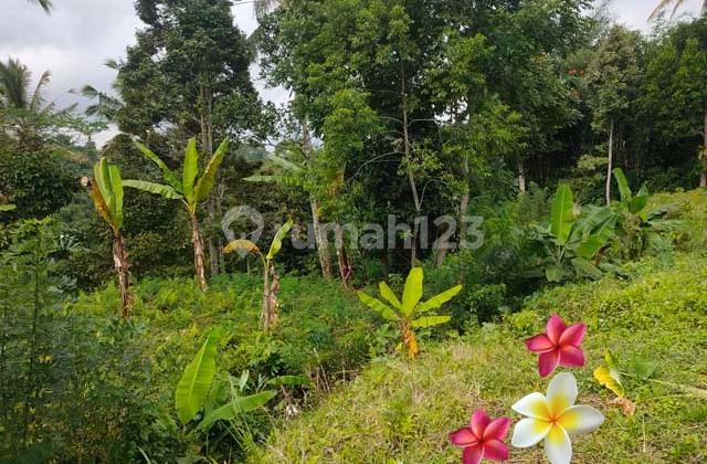 jtu 1194, tanah di tegallalang luas 11500m2 view gunung jtu 1194, tanah di tegallalang luas 11500m2 view gunung