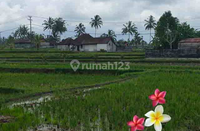 Jtu 1216, Tanah Luas 10 Are View Sawah di Tegallalang Bali 1