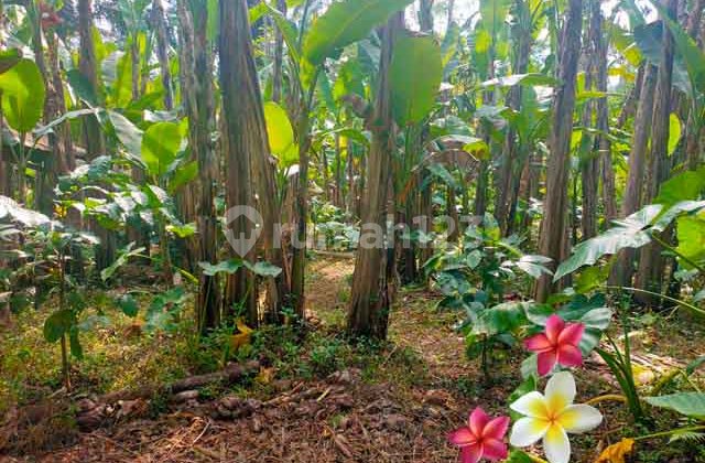 JTU 1192, Tanah Luas 10000m2 di Tegallalang cocok Investasi JTU 1192, Tanah Luas 10000m2 di Tegallalang cocok Investasi