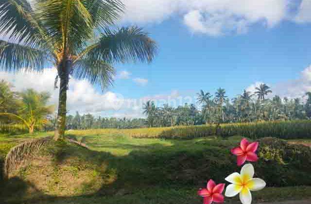 Jtu 1238, 17 Are Land with Rice Field View Near Elephant Tourism in Bali 1