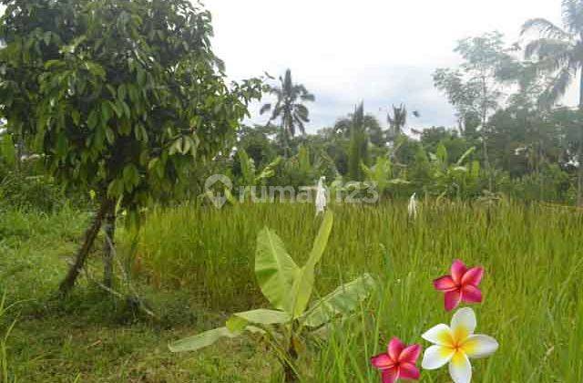 Jtu 1000, Tanah View Tebing Luas 35 Are Cocok Vila di Tegallalang 1