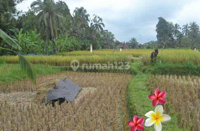 Jtu 986, View Sawah di Tanah Luas 10 Are di Payangan Bali 2