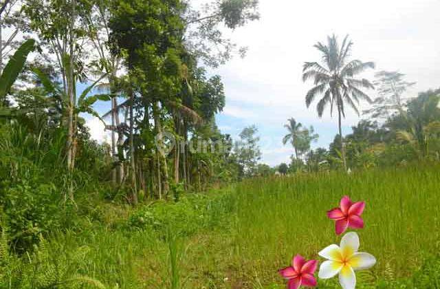 Jtu 1000, Tanah View Tebing Luas 35 Are Cocok Vila di Tegallalang 2