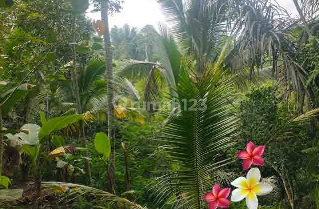 Jtu 1230, Land in Payangan Bali Area 38 Are Suitable for Investment 2