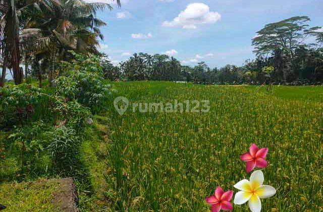 Jtu 1142, Land Full View Rice Fields Area 15 Are in Tegallalang Bali 2