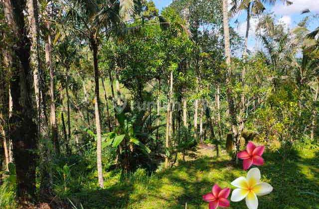 Jtu 1197, Tanah Luas 100 Are Cocok Resort di Tegallalang Bali 2