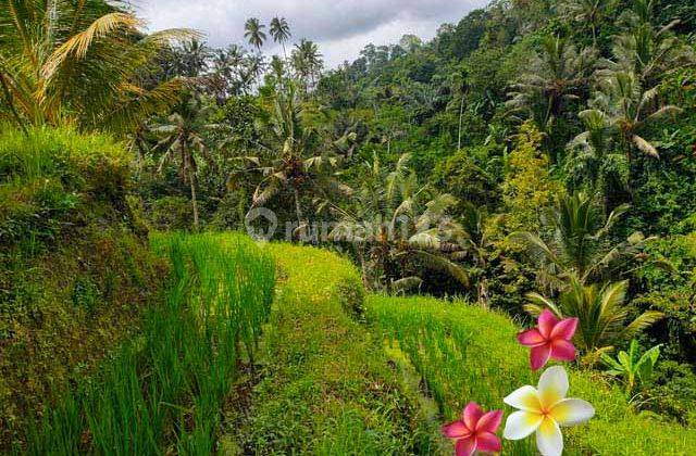 Jtu 1122, Tanah View Sawah di Tegallalang Luas 46 Are Cocok Inves 2