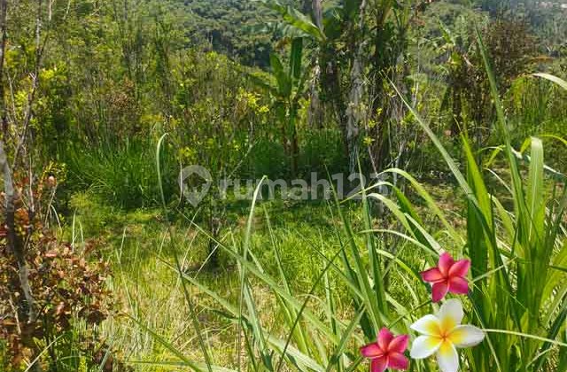 JTU 1247, Tanah Di Tegallalang luas 60 Are Cocok villa dan Invest